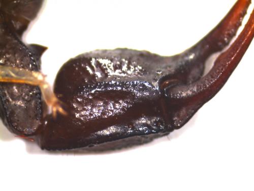 Euscorpius sp.